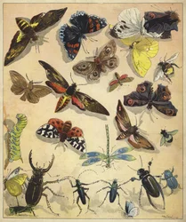 Insectos